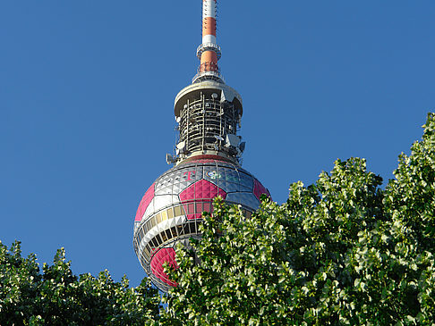 Fernsehturm und Bäume - Berlin (Berlin)