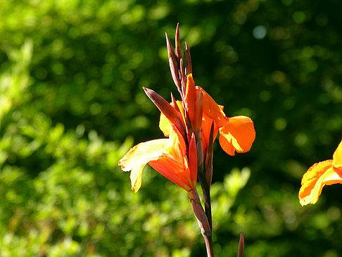 Planten un Blomen - Wiese am Parksee - Hamburg (Hamburg)