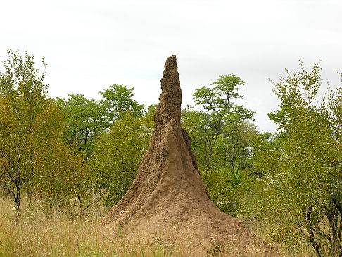 Hohe Termitenhügel - Limpopo (Phalaborwa)