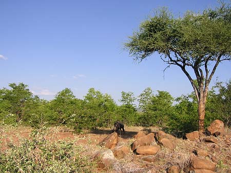 Tiere des Nationalparks - Limpopo