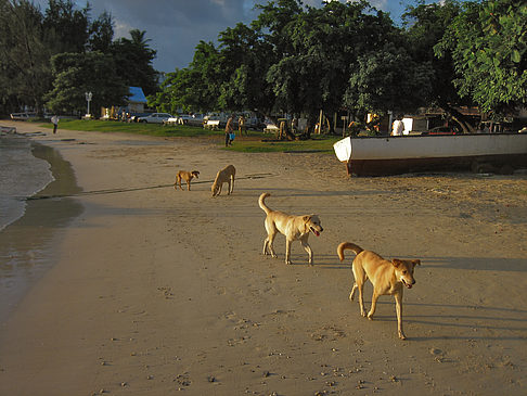 Foto Strand von Grand Baie