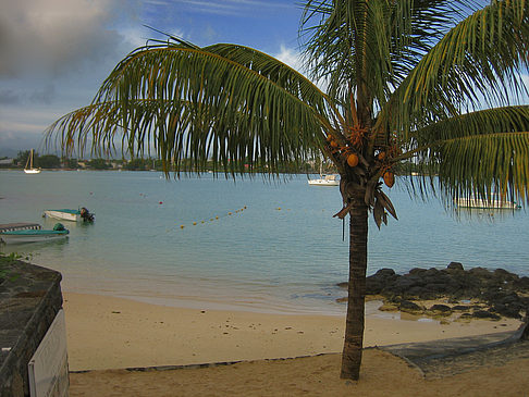 Foto Palmen am Strand - 