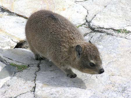 Kleine Tiere - Westliches Kap